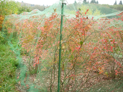 BIRD NETTING