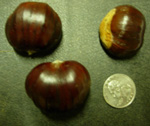 NEVADA CHESTNUT SEEDS (Castanea sativa)