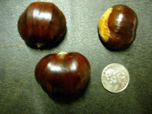 NEVADA CHESTNUT (Castanea sativa)