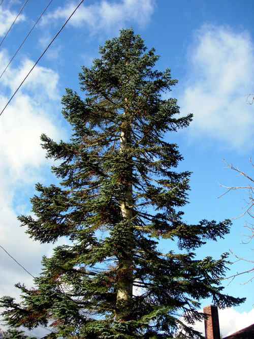 NOBLE FIR (Abies procera)