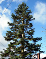 NOBLE FIR (Abies procera)