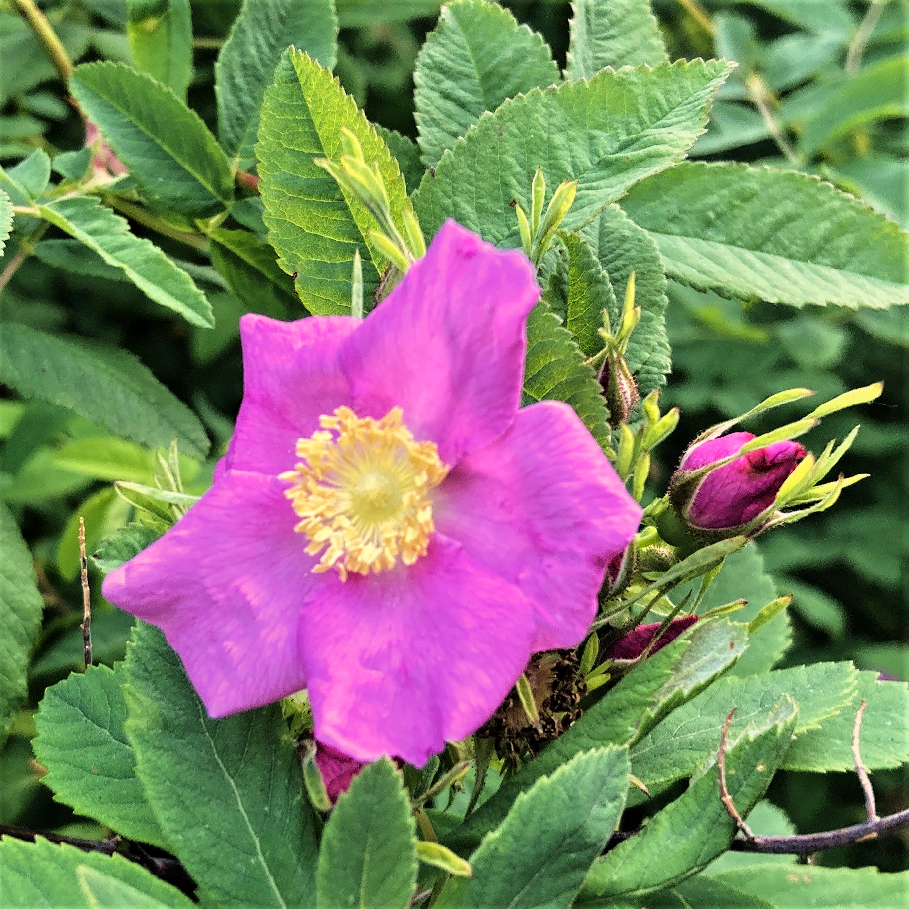 NOOTKA ROSE (Rosa nutkana)