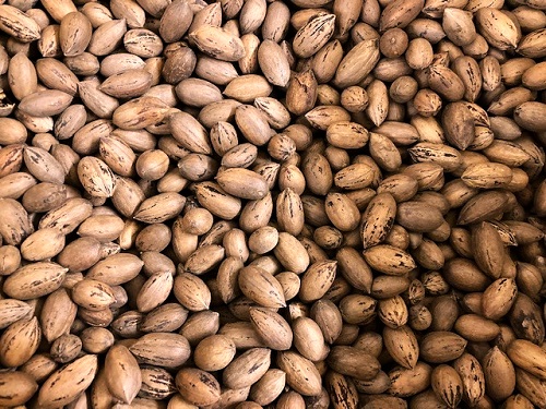 NORTHERN PECAN SEED MIX - FROM GRAFTED TREES