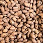 NORTHERN PECAN SEED MIX - FROM GRAFTED TREES