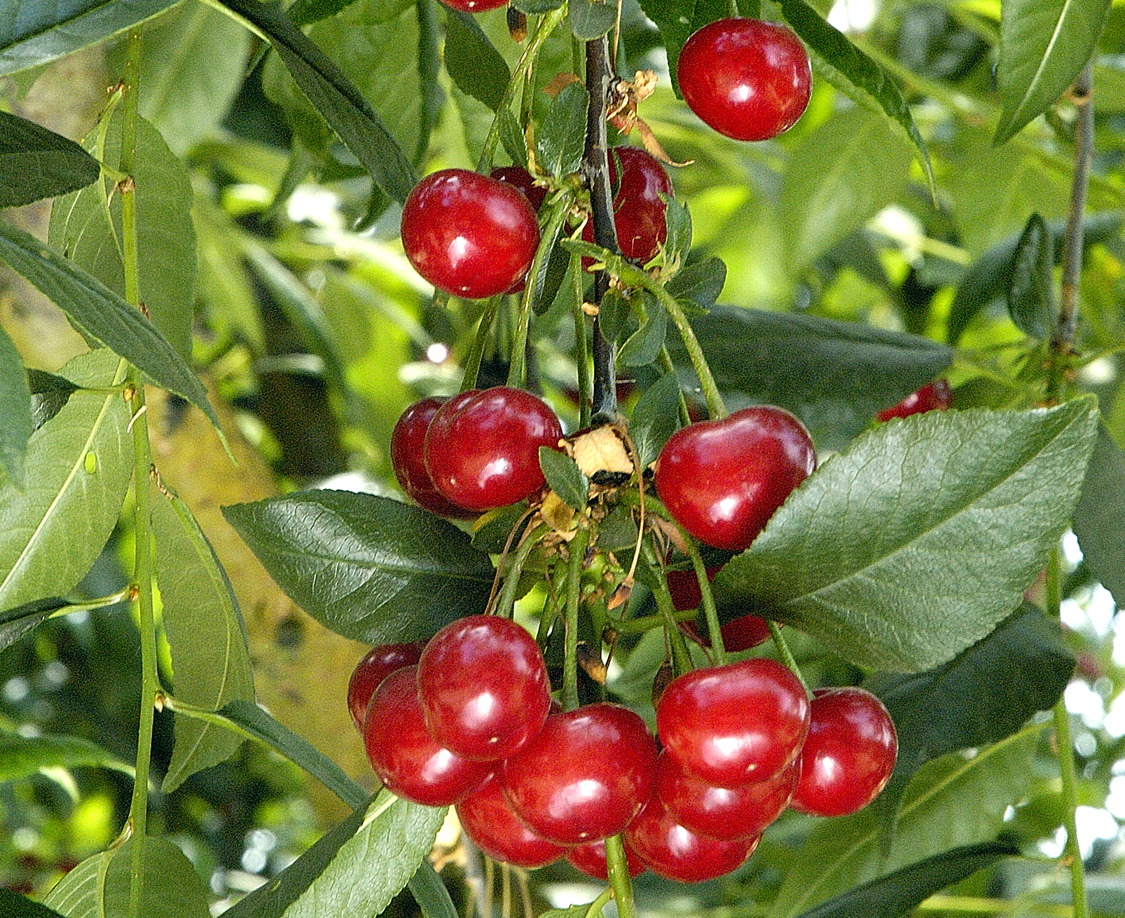 NORTH STAR PIE CHERRY (Prunus cerasus)