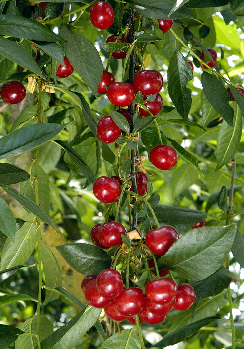 NORTH STAR PIE CHERRY (Prunus cerasus)