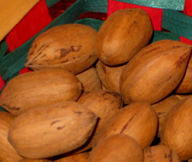 KANZA NOTHERN PECAN SEEDS (Carya illinoinensis)