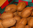 KANZA NOTHERN PECAN SEEDS (Carya illinoinensis)