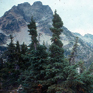 Western Native Conifer Trees