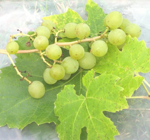 MUSCAT OTTONEL WHITE WINE GRAPE (Vitis vinifera)