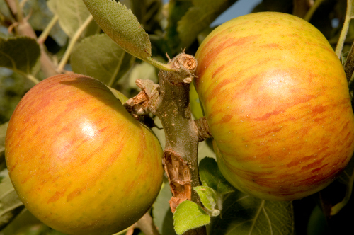 BRAMLEYS APPLE (Malus domestica)