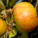 BRAMLEYS APPLE (Malus domestica)