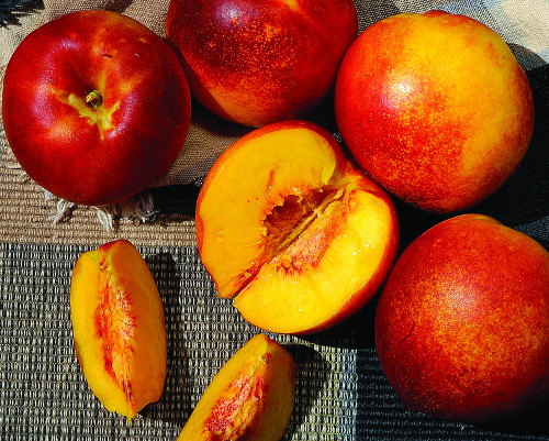 HARKO NECTARINE (Amygdalus persica)