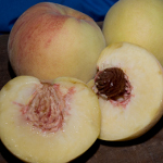 POLLY WHITE PEACH (Amygdalus persica)