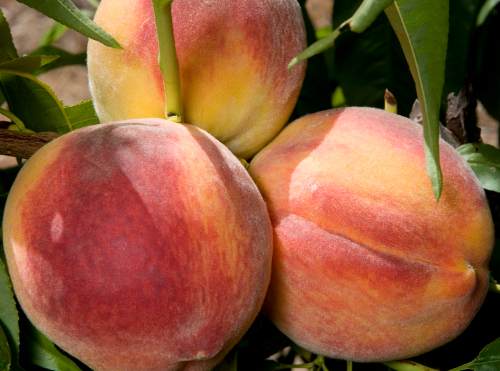 RED HAVEN PEACH