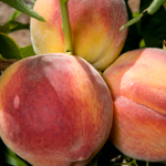 RED HAVEN PEACH