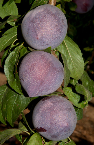 CANDY HEART PLUERRY (Prunus domestica)