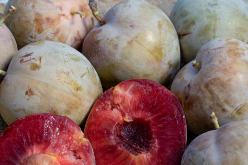 ELEPHANT HEART PLUM (Prunus salicina)