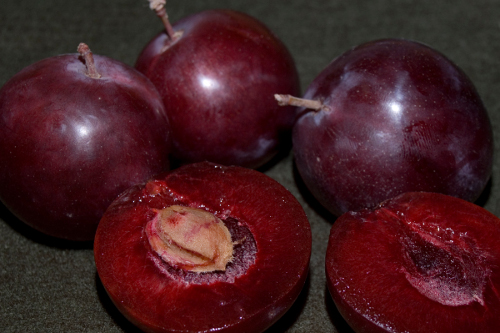 HOLLYWOOD PLUM (Prunus salicina x Prunus cerasifera)