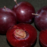 HOLLYWOOD PLUM (Prunus salicina x Prunus cerasifera)