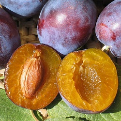 European Plums