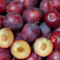 Plum Crosses