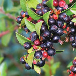 NATIVE STAR EVERGREEN HUCKLEBERRY (Vaccinium ovatum)