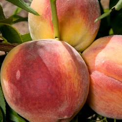 Peach Trees