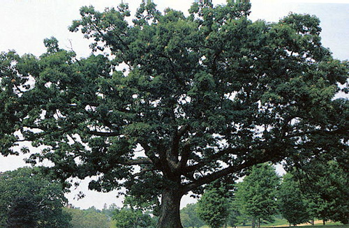 EASTERN WHITE OAK (Quercus alba)