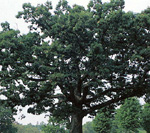 EASTERN WHITE OAK (Quercus alba)