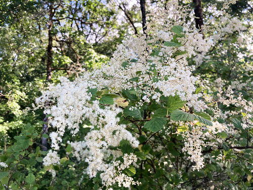 OCEAN SPRAY (Holodiscus discolor)