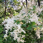 OCEAN SPRAY (Holodiscus discolor)