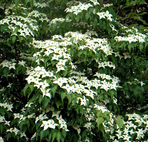 CHINESE ORIENTAL DOGWOOD (Cornus kousa chinensis)