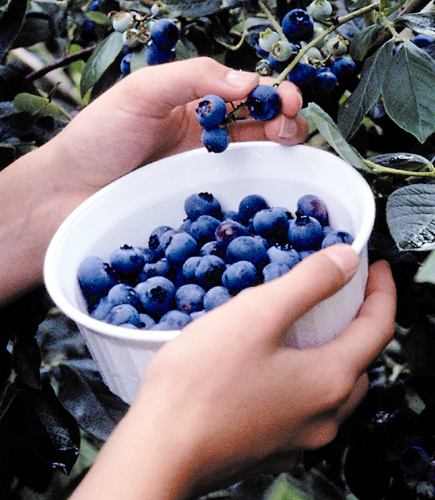 OLYMPIA BLUEBERRY (Vaccinium corymbosum)