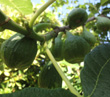 OLYMPIAN FIG (Ficus carica)