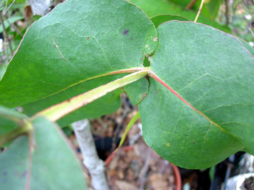 OMEO GUM (Eucalyptus neglecta)