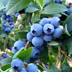 Southern Blueberry