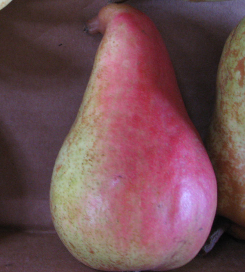 ORCAS EUROPEAN PEAR (Pyrus communis)