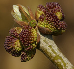 OREGON ASH (Fraxinus latifolia)