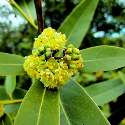 Bay Laurel Trees