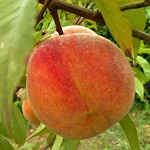 OREGON CURL FREE PEACH (Amygdalus persica)