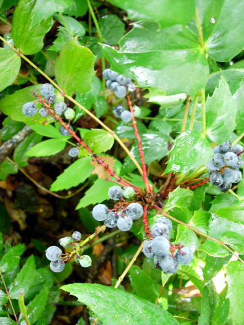 OREGON GRAPE (Mahonia aquifolium)