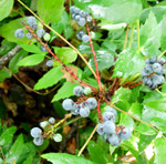 OREGON GRAPE (Mahonia aquifolium)