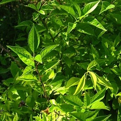 Osage Orange Tree / Hedge Apple