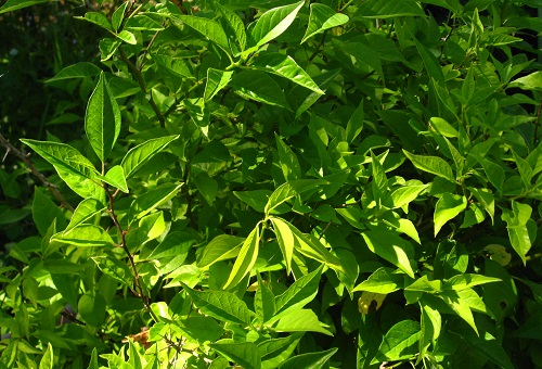 OSAGE ORANGE (Maclura pomifera)