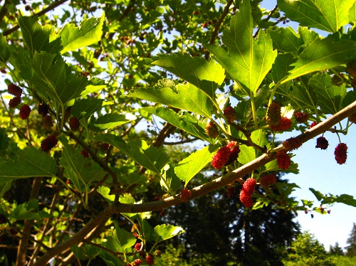 OSCAR'S MULBERRY (Morus alba)