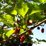 OSCAR'S MULBERRY (Morus alba)