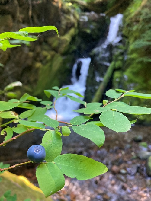 OVAL LEAVED BLUEBERRY (Vaccinium ovalifolium)