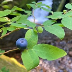 OVAL LEAVED BLUEBERRY (Vaccinium ovalifolium)