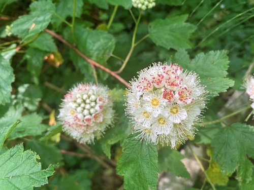 PACIFIC NINEBARK (Physocarpus capitatus)